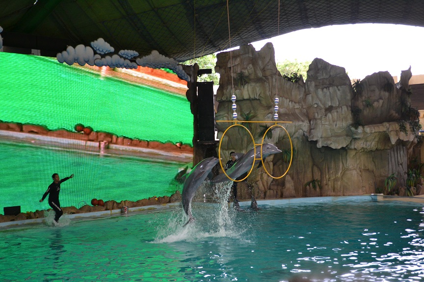 Dolphins1